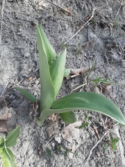 Himantoglossum robertianum