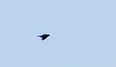 Sporophila peruviana