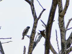 Sporophila peruviana