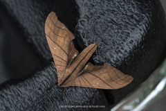 Marumba cristata