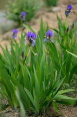 Iris alberti