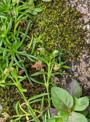 Sagina japonica
