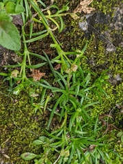 Sagina japonica