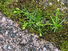 Sagina japonica