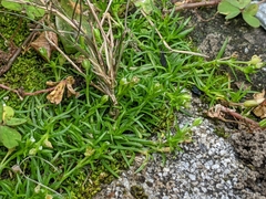 Sagina japonica