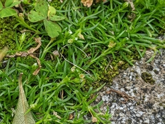 Sagina japonica