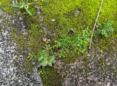 Sagina japonica
