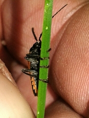 Cantharis palliata