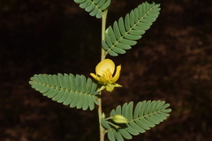 Chamaecrista kleinii