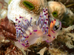 Coryphellina lotos
