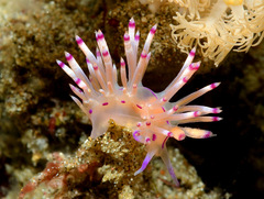 Coryphellina lotos