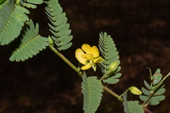 Chamaecrista kleinii