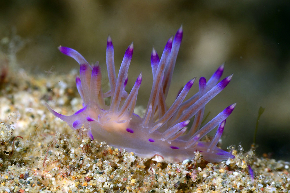 Coryphellina lotos