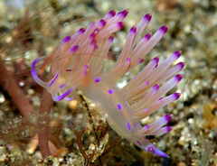 Coryphellina lotos