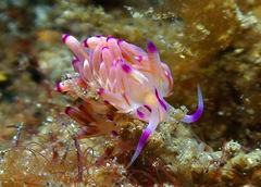 Coryphellina lotos