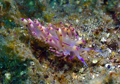 Coryphellina lotos