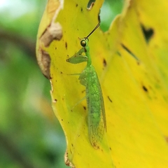 Zeugomantispa virescens