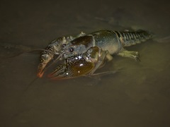 Lacunicambarus thomai