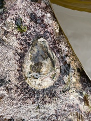 Scutellastra cochlear