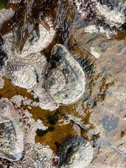 Scutellastra cochlear