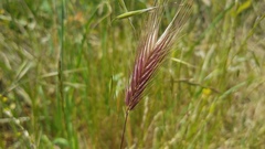 Hordeum jubatum