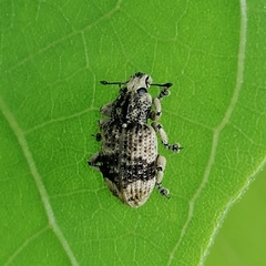 Eudiagogini