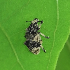 Eudiagogini