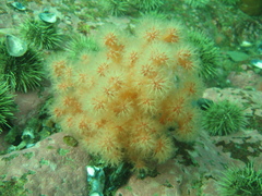 Gersemia rubiformis