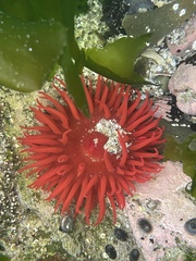 Actinia ebhayiensis
