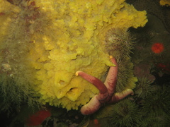 Halichondria sitiens