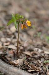 Gymnospermium albertii