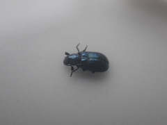 Necrobia violacea