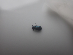 Necrobia violacea