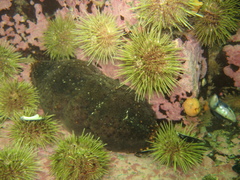 Cucumaria frondosa