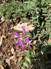 Lathyrus nevadensis