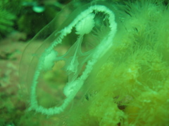 Ptychogena lactea