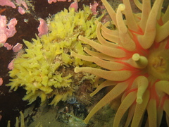 Halichondria sitiens