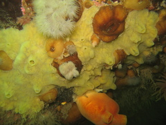 Halocynthia pyriformis