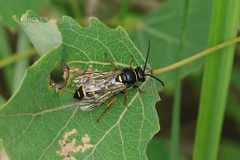 Argogorytes mystaceus