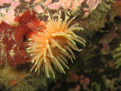 Stomphia coccinea