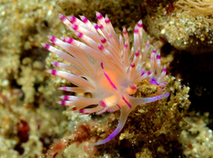 Coryphellina lotos