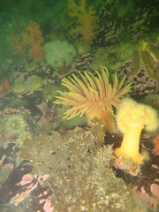 Cribrinopsis similis