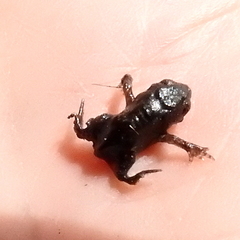 Breviceps fuscus