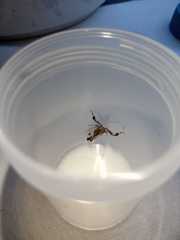 Raphiophora intricata