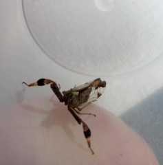 Raphiophora intricata