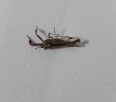 Raphiophora intricata