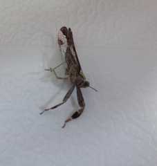 Raphiophora intricata