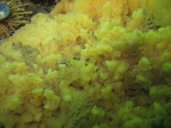 Halichondria sitiens