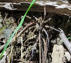Dolomedes raptor