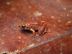 Adenomera hylaedactyla